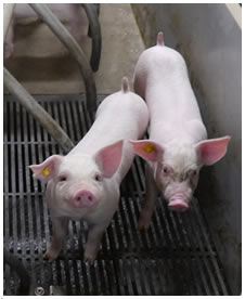 Agrargenossenschaft „Ländeken“ eG Meinsdorf